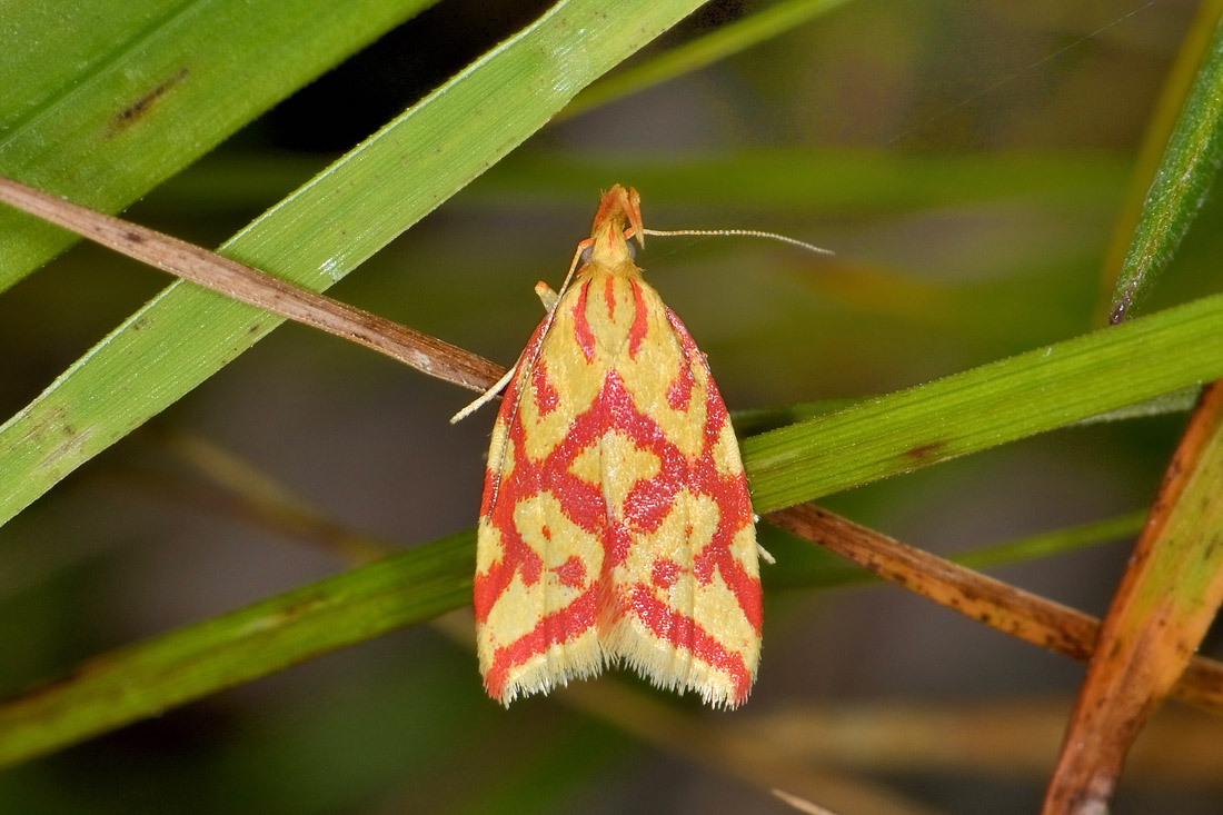 Elachistidae? S, Hypercallia citrinalis